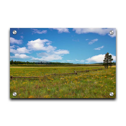 A photograph of a wildflower field in Flagstaff, Arizona. A clear blue sky is punctuated by fluffy white clouds. Distant evergreens divide the horizon, and a wood log fence zigzags across the green and yellow flower field. Printed on acrylic.