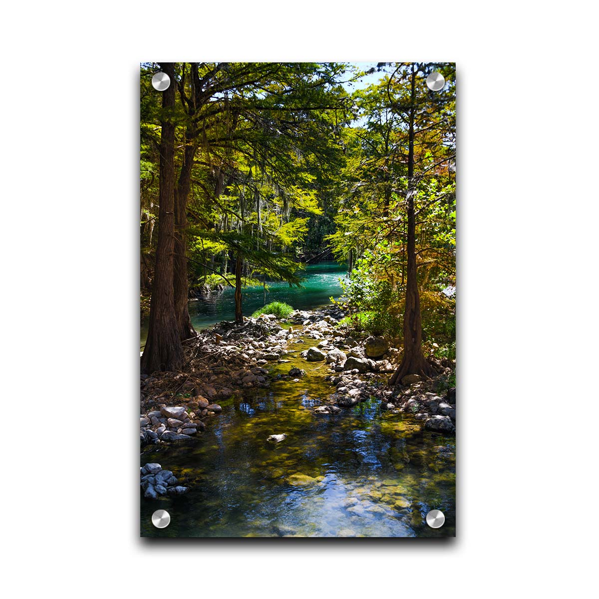 A photograph of the Guadalupe River in Gruene, Texas. Trees and foliage thrive around the water source, creating a lush green scene. The river reflects a vibrant turquoise behind the trees. Printed on acrylic.