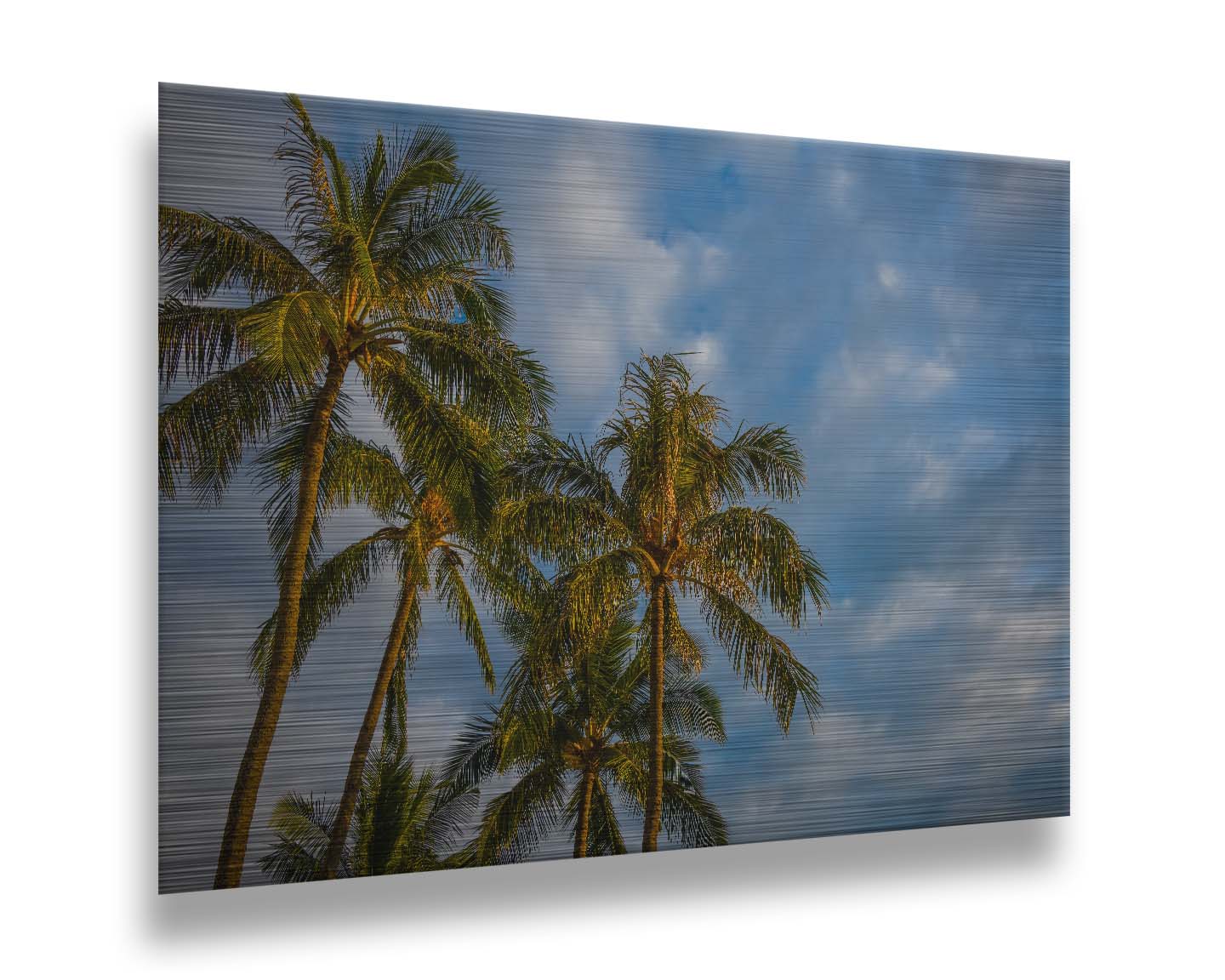 A photograph looking up at a group of palm trees against a bright blue, partly cloudy sky. Printed on metal.