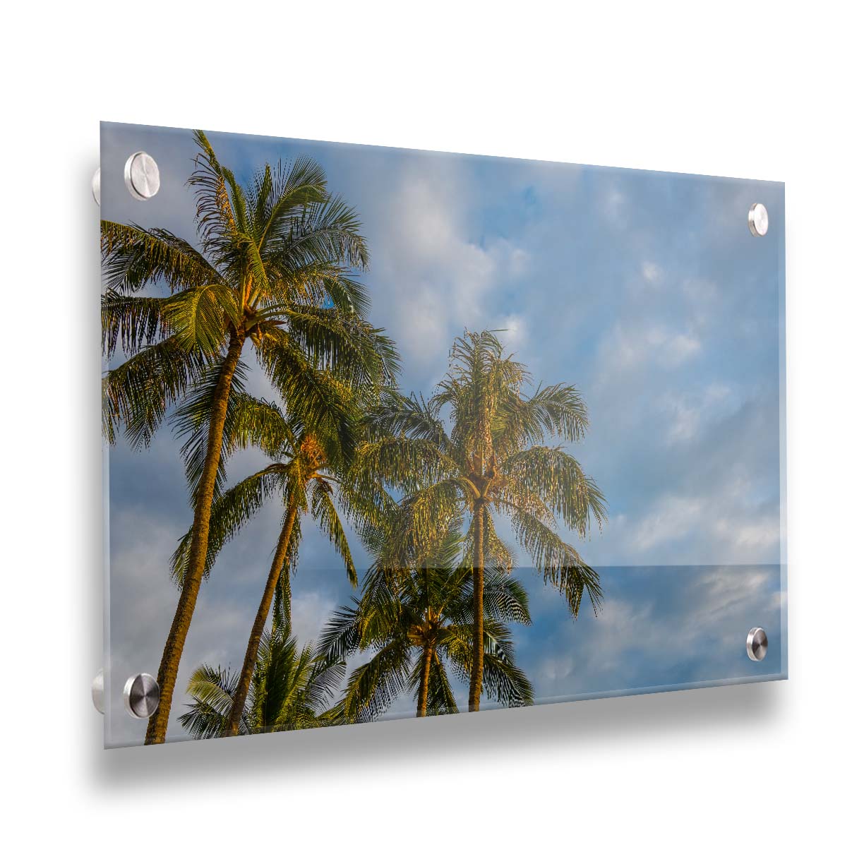 A photograph looking up at a group of palm trees against a bright blue, partly cloudy sky. Printed on acrylic.