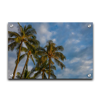 A photograph looking up at a group of palm trees against a bright blue, partly cloudy sky. Printed on acrylic.