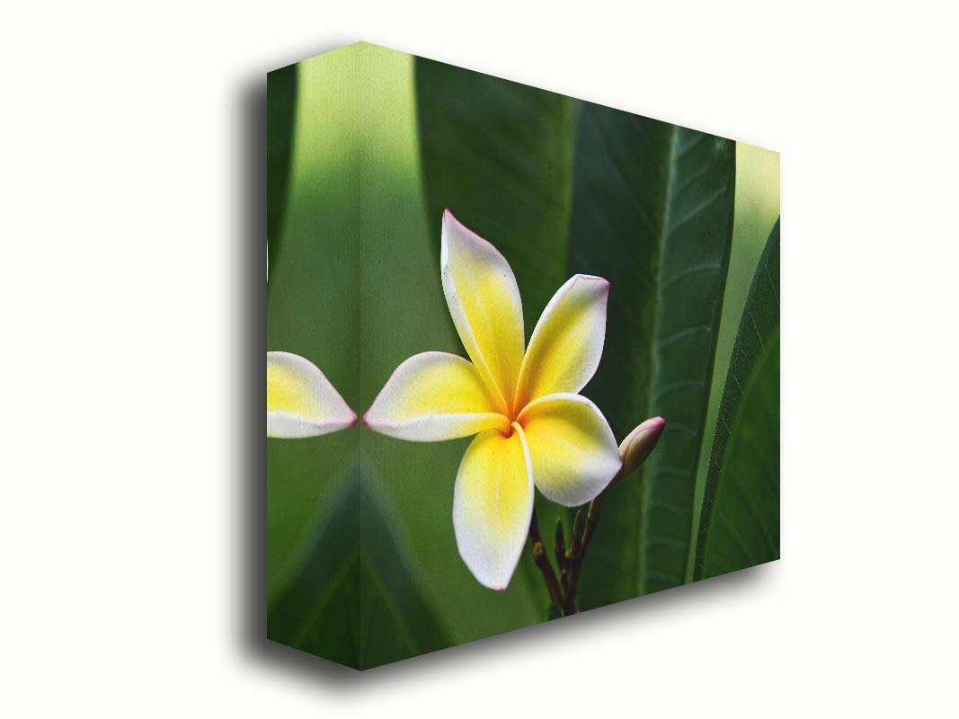 A photograph of a plumeria flower, yellow and white with a slight pink edge. The plant's deep green leaves contrast the bloom. Printed on canvas.