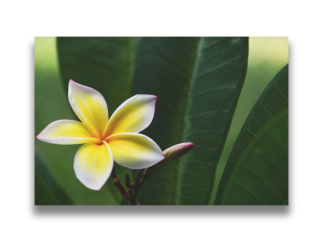 A photograph of a plumeria flower, yellow and white with a slight pink edge. The plant's deep green leaves contrast the bloom. Printed on canvas.