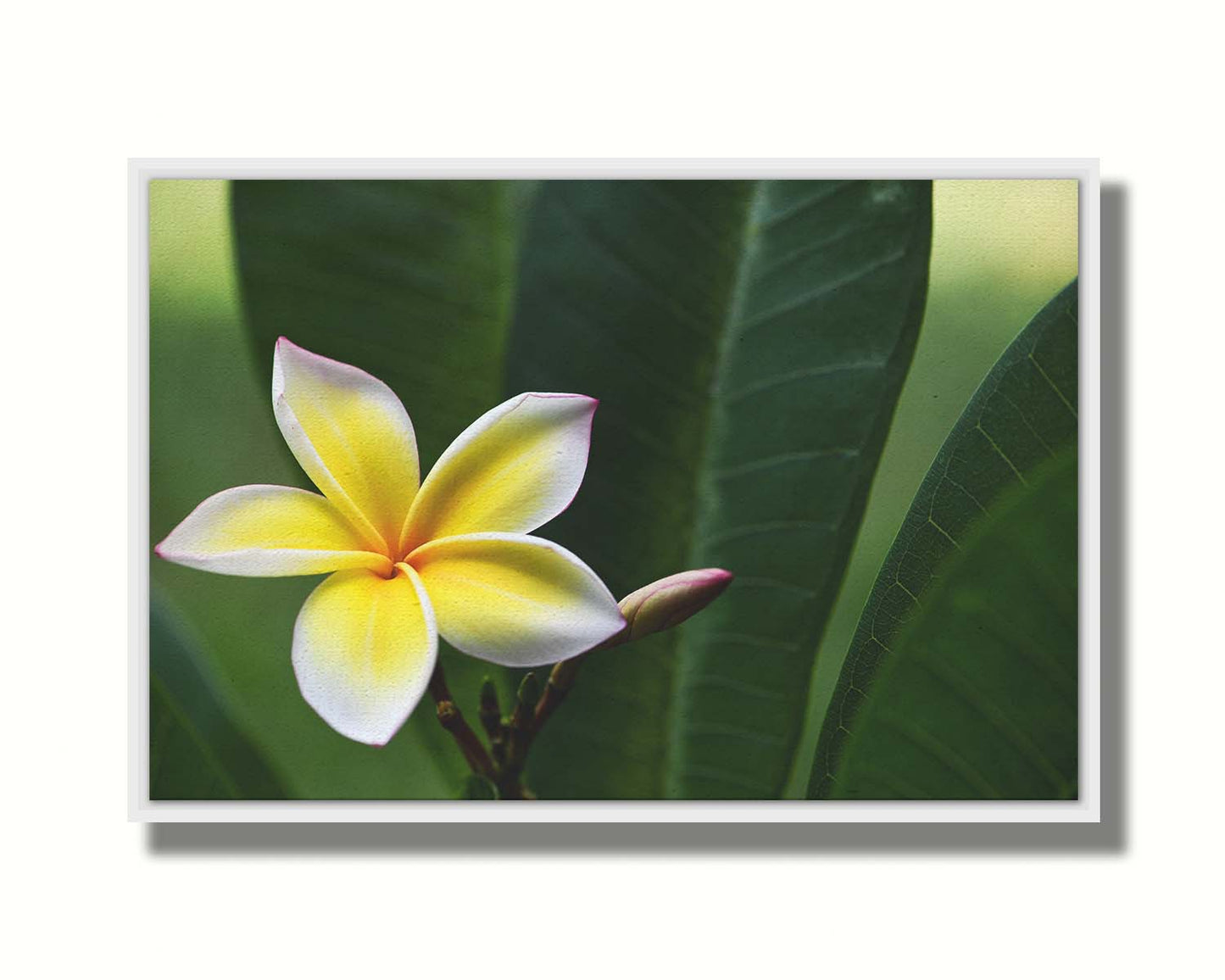 A photograph of a plumeria flower, yellow and white with a slight pink edge. The plant's deep green leaves contrast the bloom. Printed on canvas in a float frame.