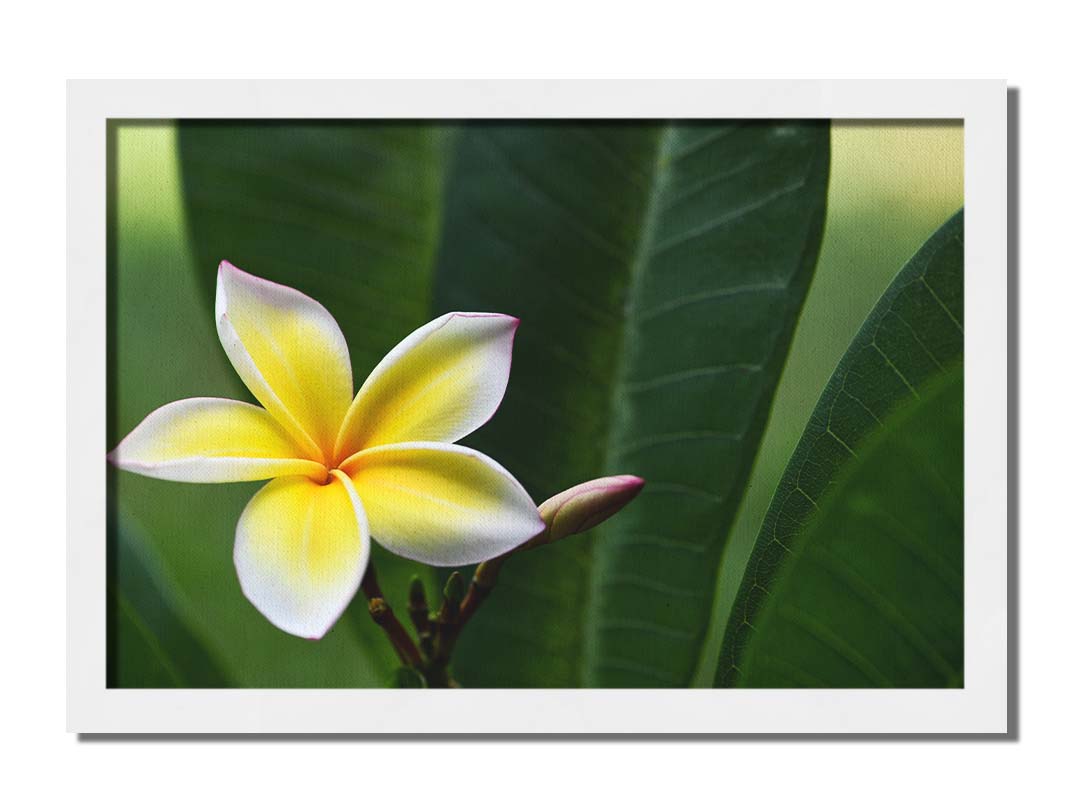 A photograph of a plumeria flower, yellow and white with a slight pink edge. The plant's deep green leaves contrast the bloom. Printed on canvas and framed.