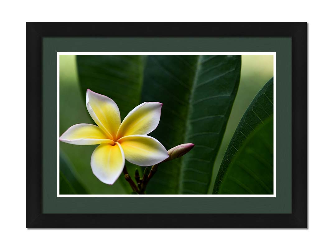 A photograph of a plumeria flower, yellow and white with a slight pink edge. The plant's deep green leaves contrast the bloom. Printed on paper, matted, and framed.