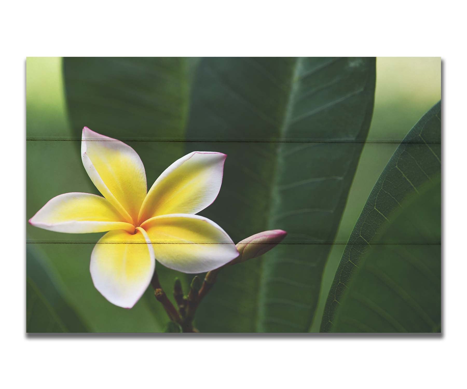 A photograph of a plumeria flower, yellow and white with a slight pink edge. The plant's deep green leaves contrast the bloom. Printed on a box board.