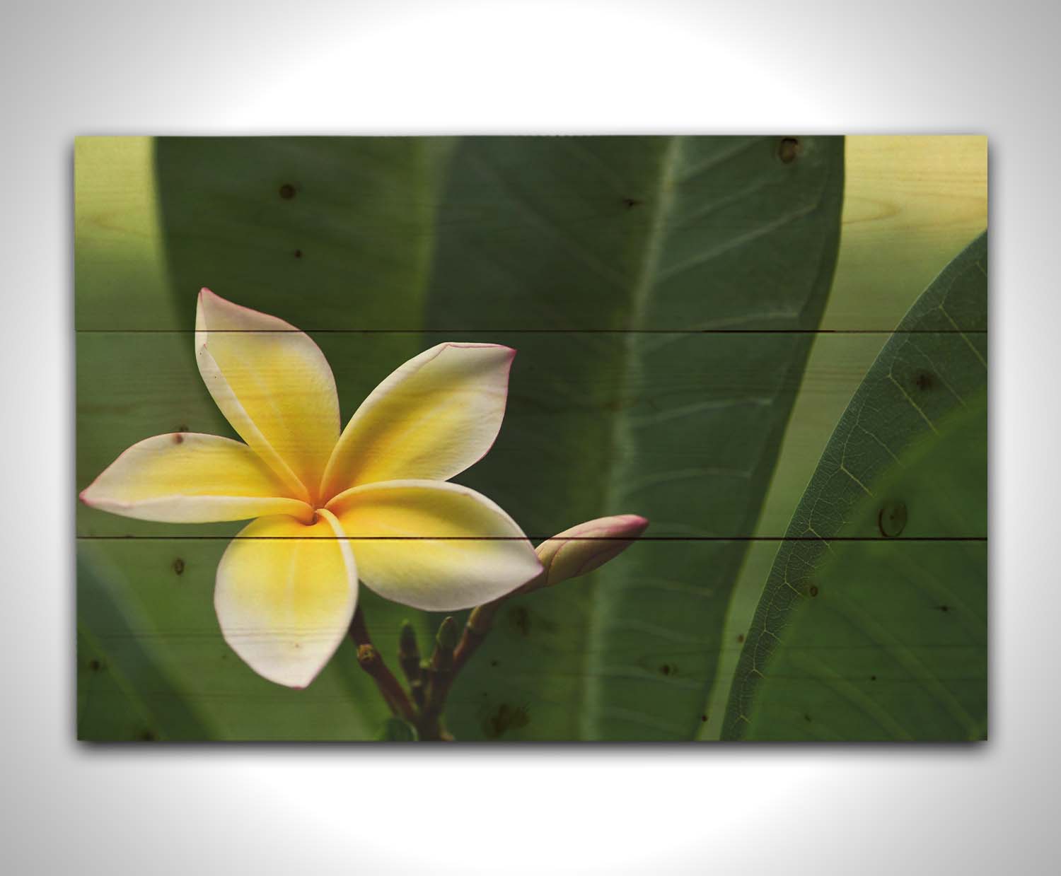 A photograph of a plumeria flower, yellow and white with a slight pink edge. The plant's deep green leaves contrast the bloom. Printed on a wood pallet.