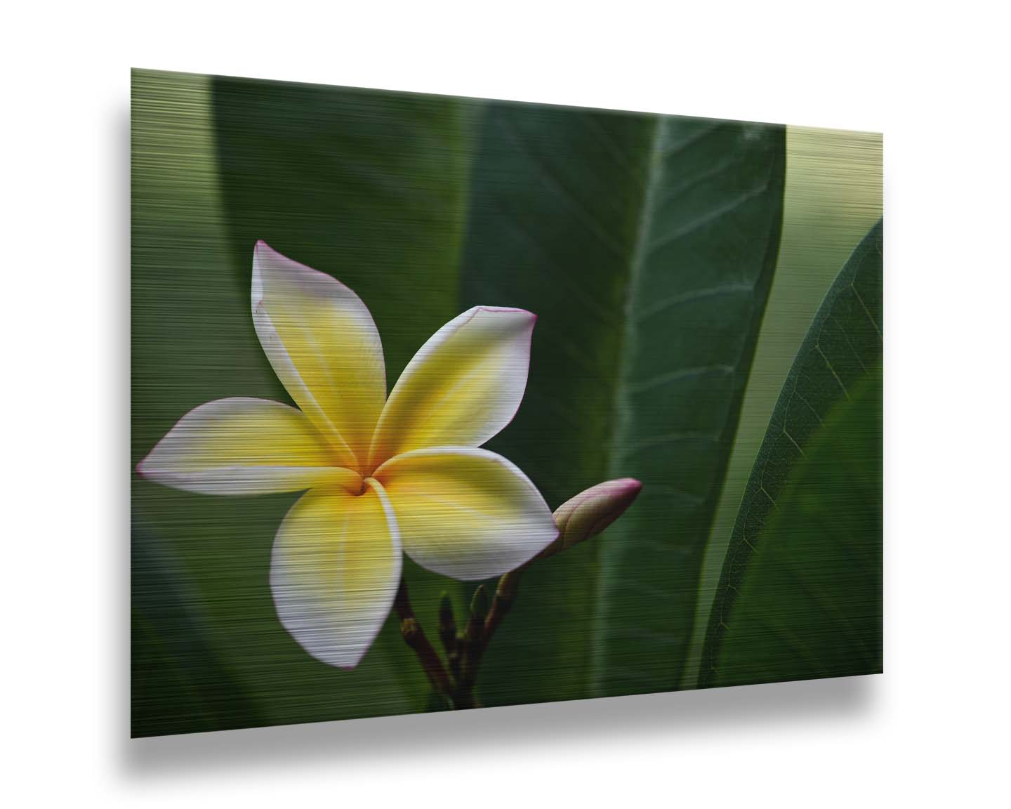 A photograph of a plumeria flower, yellow and white with a slight pink edge. The plant's deep green leaves contrast the bloom. Printed on metal.