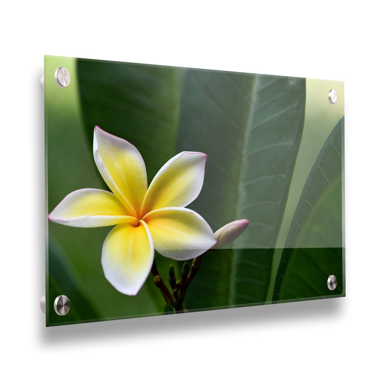 A photograph of a plumeria flower, yellow and white with a slight pink edge. The plant's deep green leaves contrast the bloom. Printed on acrylic.