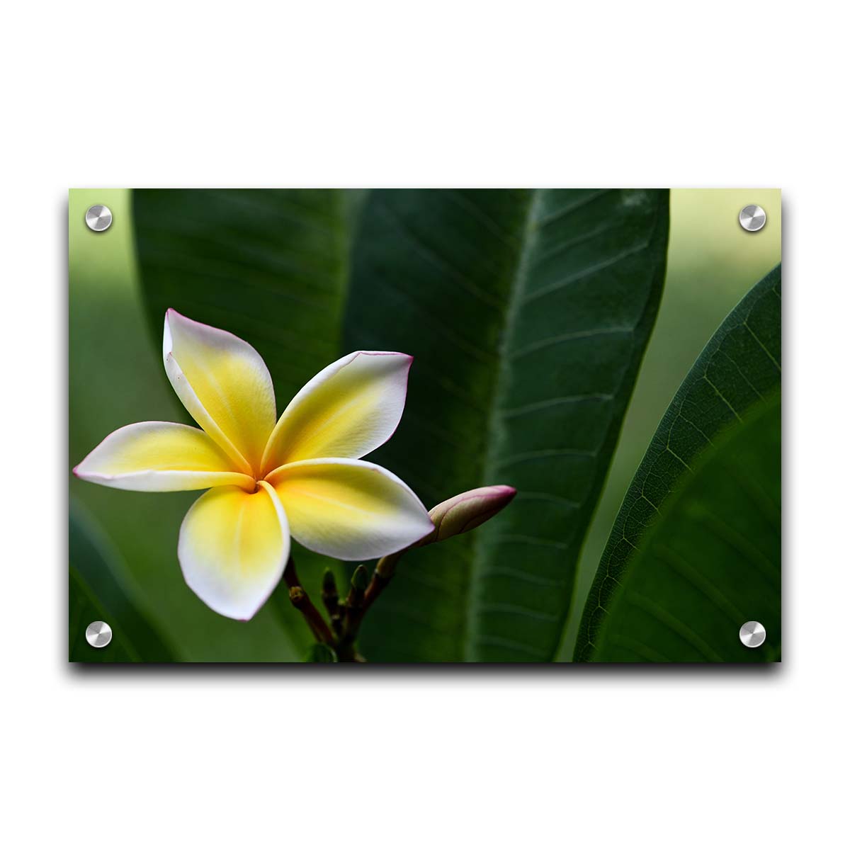 A photograph of a plumeria flower, yellow and white with a slight pink edge. The plant's deep green leaves contrast the bloom. Printed on acrylic.