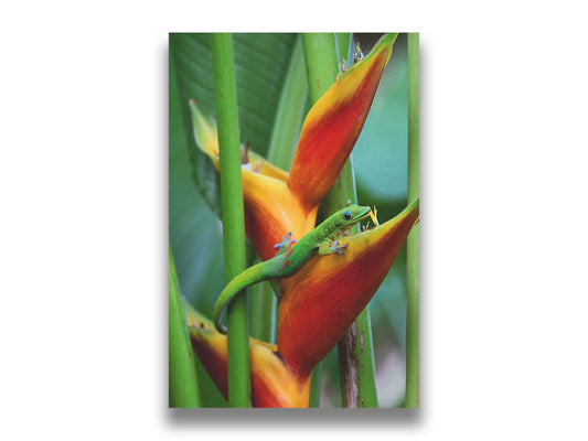 A photograph of a little green gecko perched on an orange and red Heliconia flower in Maui, Hawaiʻi. Printed on canvas.