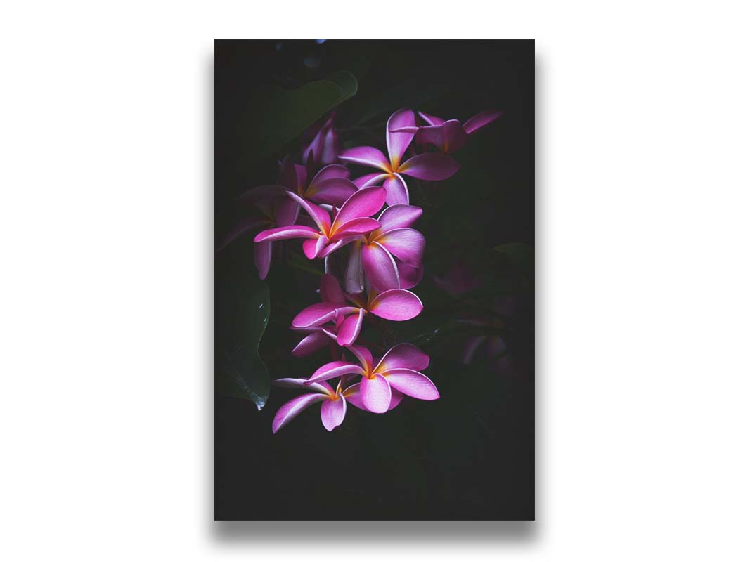 A photograph of magenta plumeria flowers, set against dark green leaves. Printed on canvas.