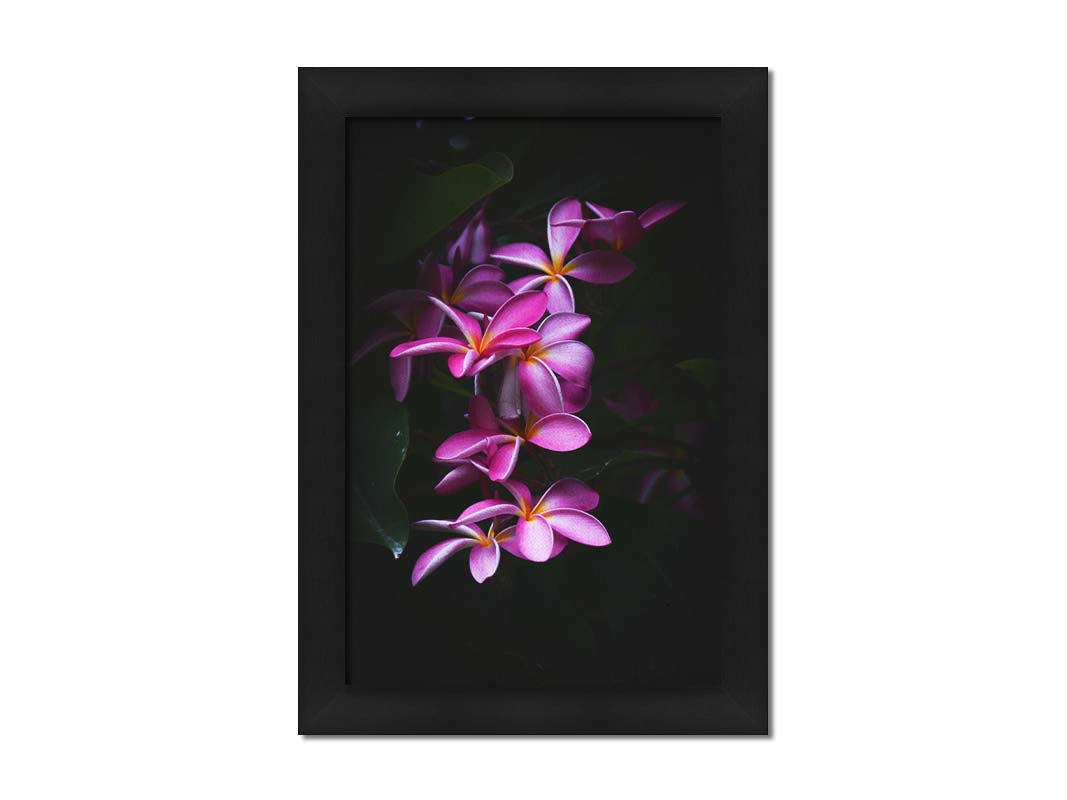 A photograph of magenta plumeria flowers, set against dark green leaves. Printed on canvas and framed.