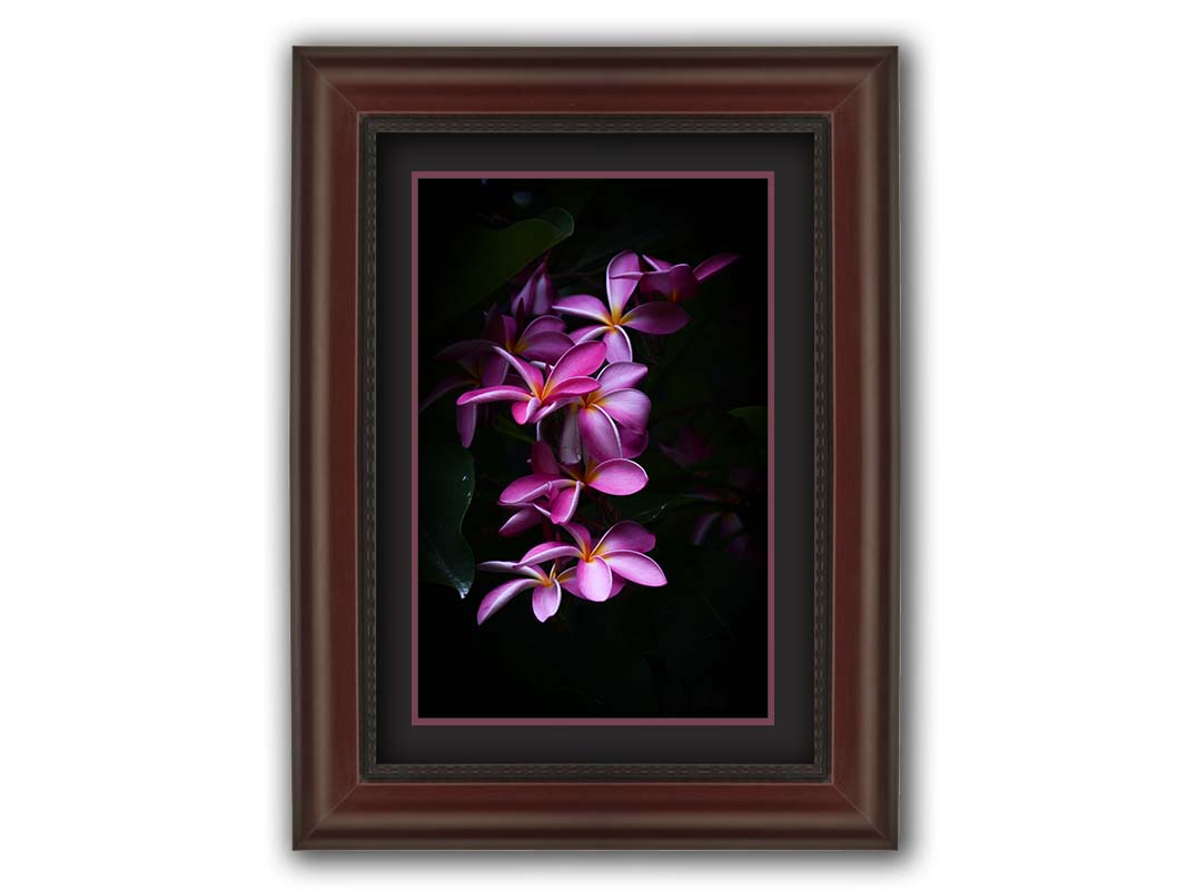 A photograph of magenta plumeria flowers, set against dark green leaves. Printed on paper, matted, and framed.