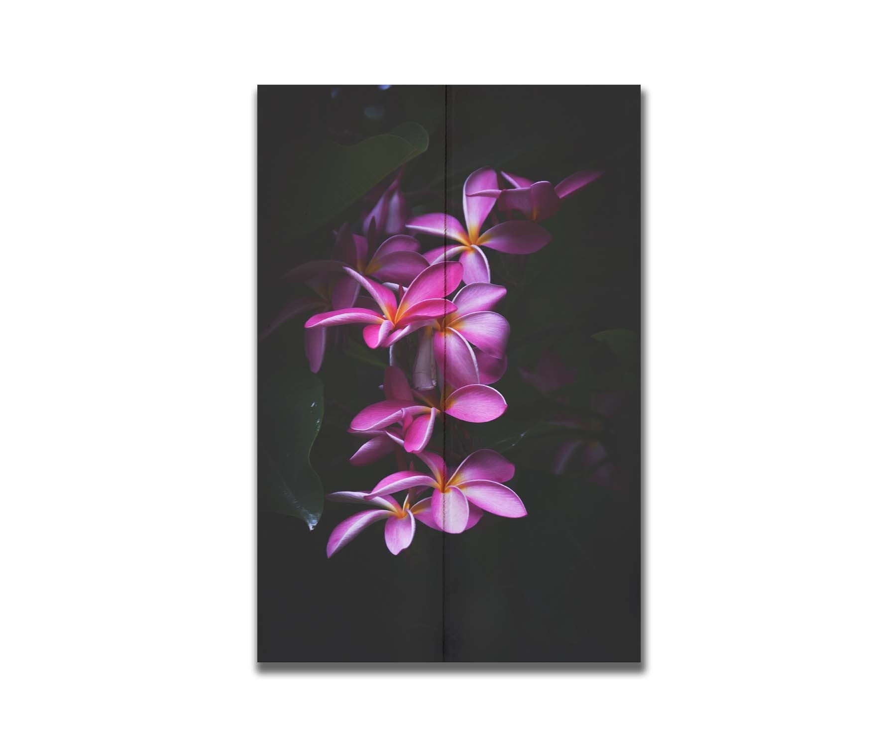 A photograph of magenta plumeria flowers, set against dark green leaves. Printed on a box board.