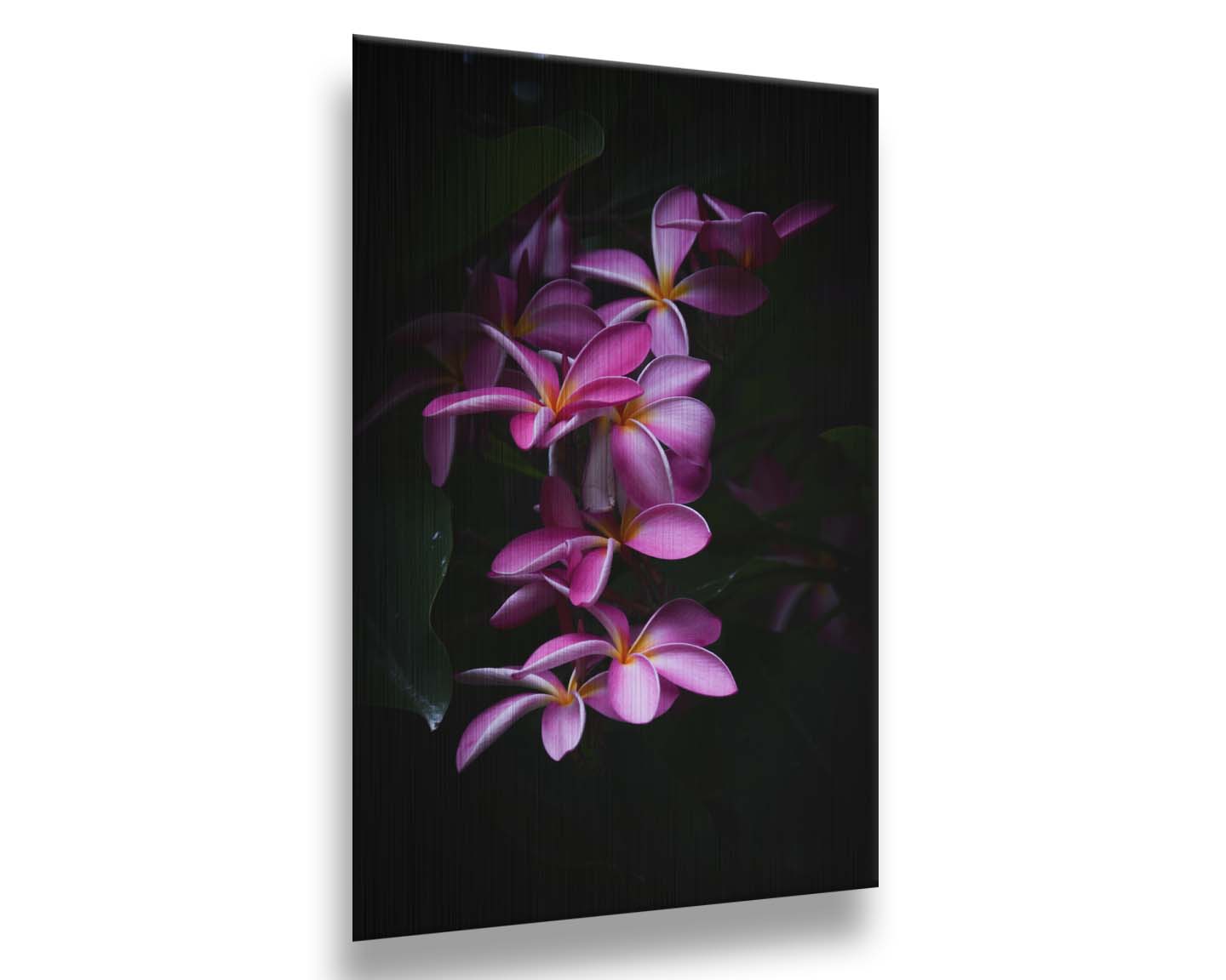 A photograph of magenta plumeria flowers, set against dark green leaves. Printed on metal.