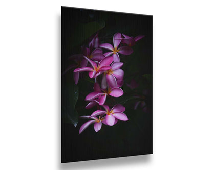 A photograph of magenta plumeria flowers, set against dark green leaves. Printed on metal.