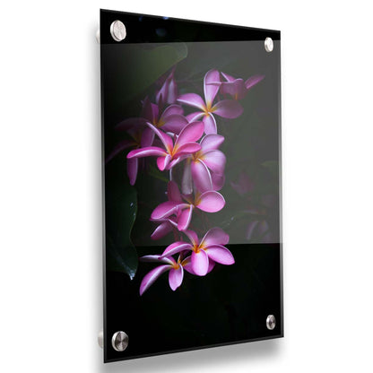 A photograph of magenta plumeria flowers, set against dark green leaves. Printed on acrylic.