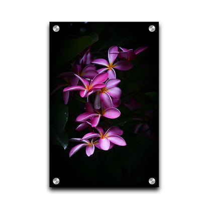 A photograph of magenta plumeria flowers, set against dark green leaves. Printed on acrylic.