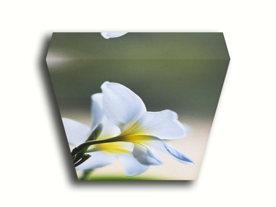 A photograph of yellow-centered white plumeria flowers in gentle morning light. Printed on canvas.