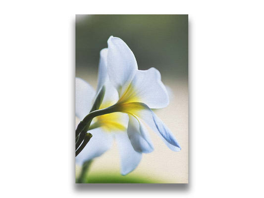 A photograph of yellow-centered white plumeria flowers in gentle morning light. Printed on canvas.