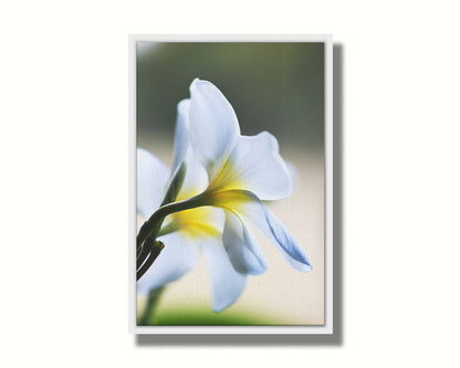 A photograph of yellow-centered white plumeria flowers in gentle morning light. Printed on canvas in a float frame.