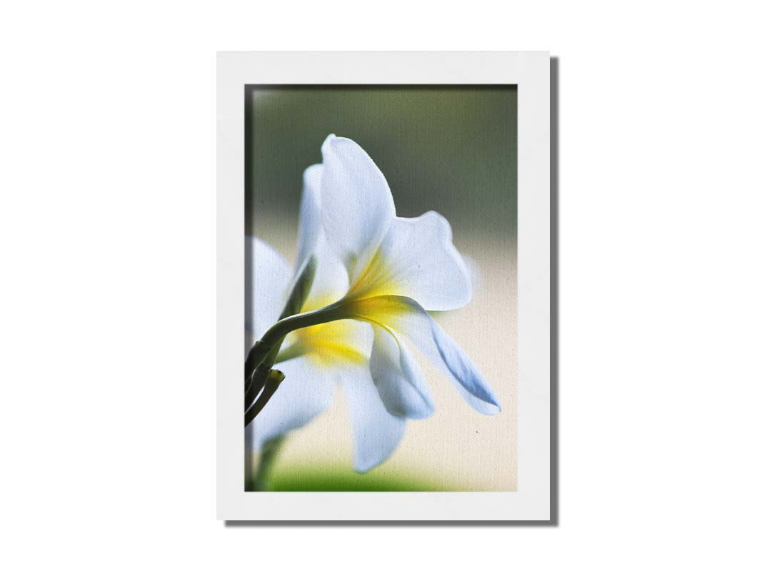 A photograph of yellow-centered white plumeria flowers in gentle morning light. Printed on canvas and framed.