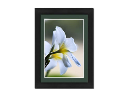 A photograph of yellow-centered white plumeria flowers in gentle morning light. Printed on paper, matted, and framed.