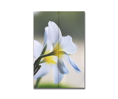 A photograph of yellow-centered white plumeria flowers in gentle morning light. Printed on a box board.