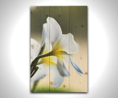 A photograph of yellow-centered white plumeria flowers in gentle morning light. Printed on a wood pallet.