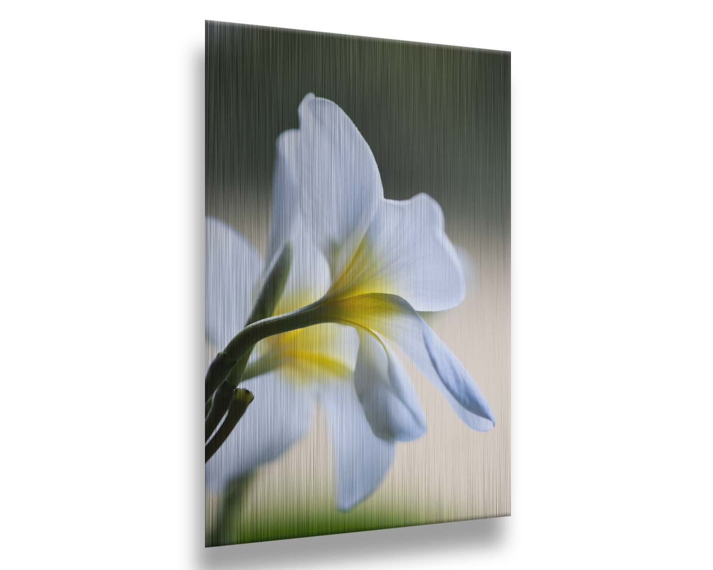 A photograph of yellow-centered white plumeria flowers in gentle morning light. Printed on metal.