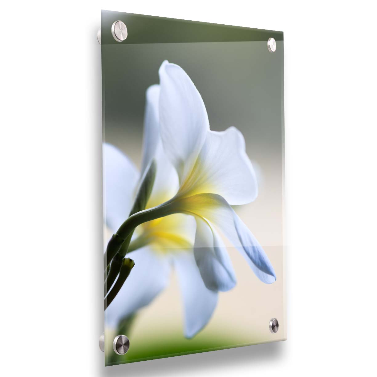 A photograph of yellow-centered white plumeria flowers in gentle morning light. Printed on acrylic.