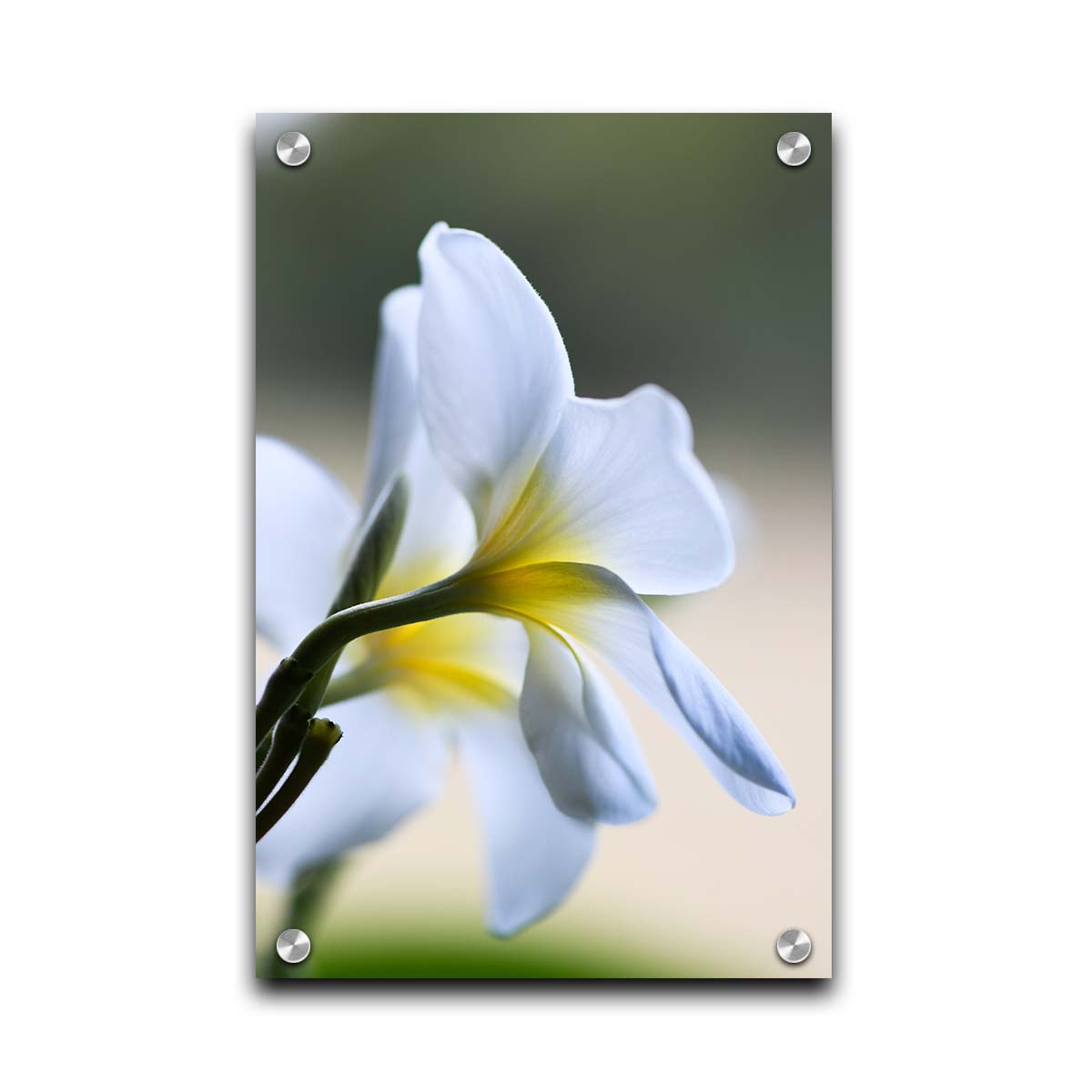 A photograph of yellow-centered white plumeria flowers in gentle morning light. Printed on acrylic.