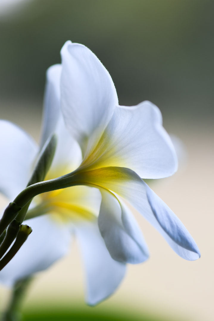 A photograph of yellow-centered white plumeria flowers in gentle morning light