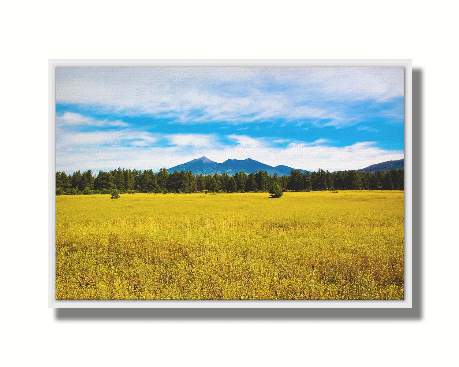 A photograph of the San Francisco Peaks in Arizona as seen from a golden meadow below. The composition creates layers of color, from the white clouds above, to the blue sky and mountains, to the green forest, and lastly to the yellow meadow. Printed on canvas in a float frame.