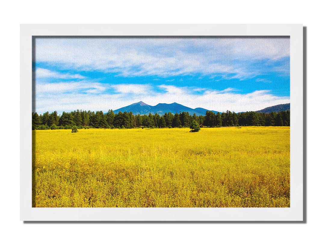 A photograph of the San Francisco Peaks in Arizona as seen from a golden meadow below. The composition creates layers of color, from the white clouds above, to the blue sky and mountains, to the green forest, and lastly to the yellow meadow. Printed on canvas and framed.