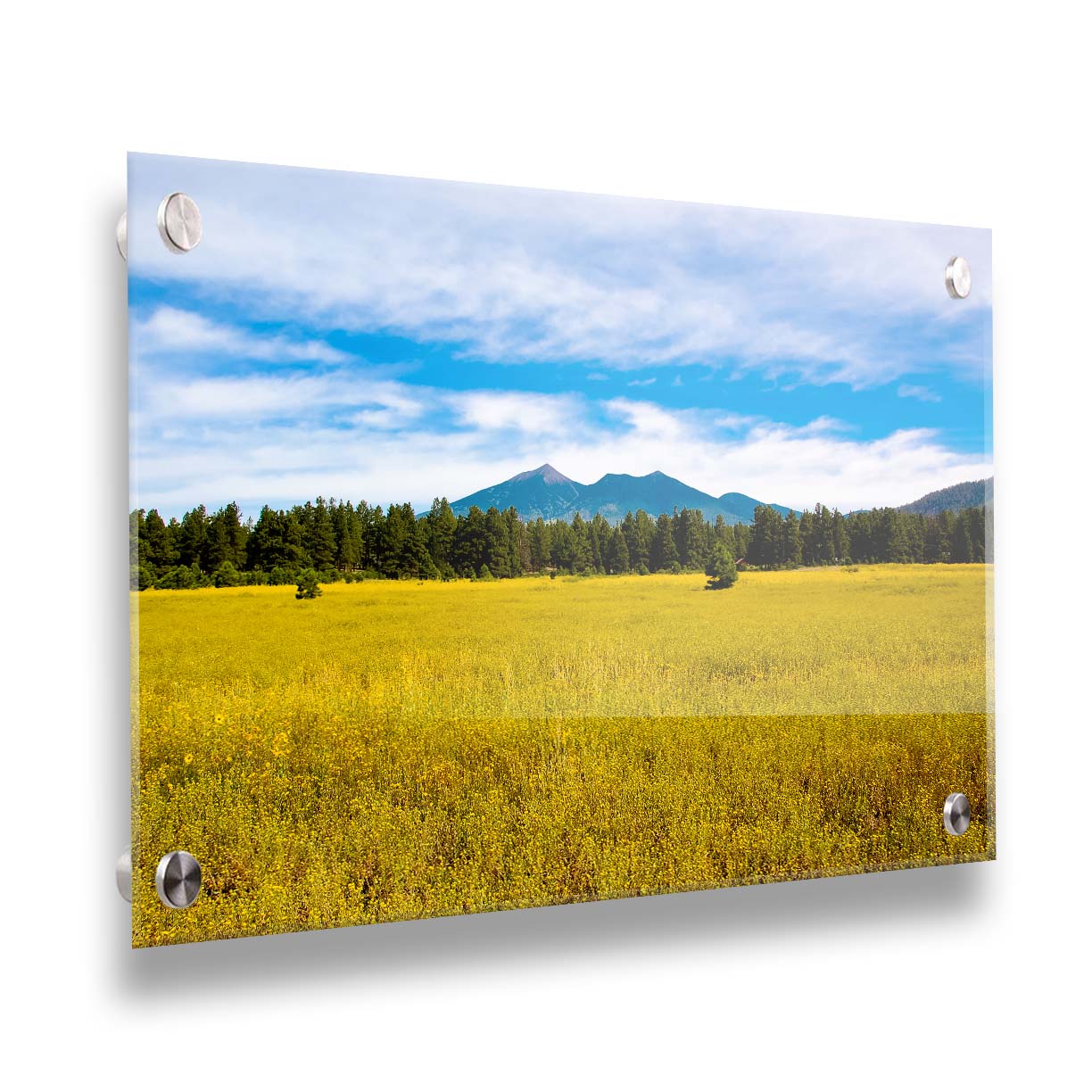 A photograph of the San Francisco Peaks in Arizona as seen from a golden meadow below. The composition creates layers of color, from the white clouds above, to the blue sky and mountains, to the green forest, and lastly to the yellow meadow. Printed on acrylic.