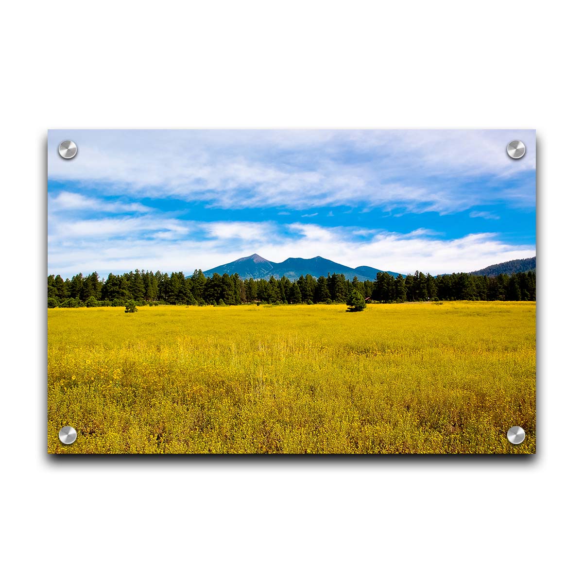 A photograph of the San Francisco Peaks in Arizona as seen from a golden meadow below. The composition creates layers of color, from the white clouds above, to the blue sky and mountains, to the green forest, and lastly to the yellow meadow. Printed on acrylic.