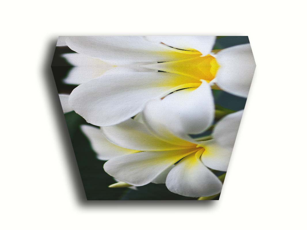 A photograph of yellow-centered white plumeria flowers against a background of dark green leaves. Printed on canvas.