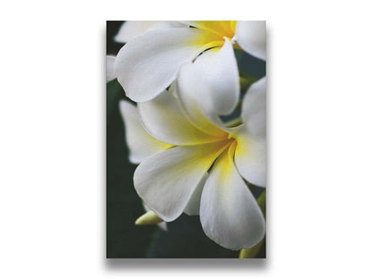 A photograph of yellow-centered white plumeria flowers against a background of dark green leaves. Printed on canvas.