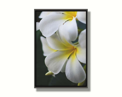 A photograph of yellow-centered white plumeria flowers against a background of dark green leaves. Printed on canvas in a float frame.