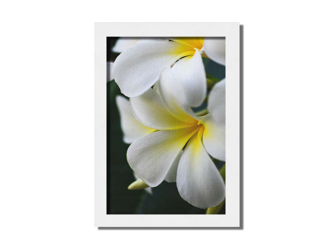 A photograph of yellow-centered white plumeria flowers against a background of dark green leaves. Printed on canvas and framed.