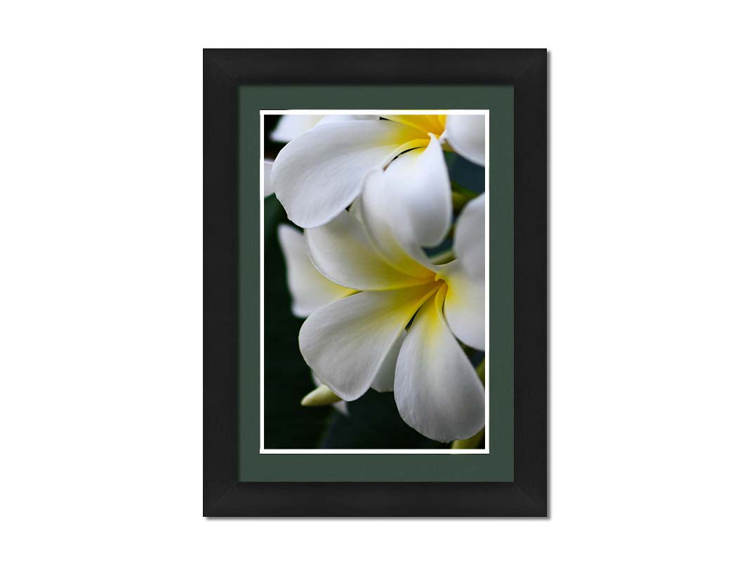 A photograph of yellow-centered white plumeria flowers against a background of dark green leaves. Printed on paper, matted, and framed.