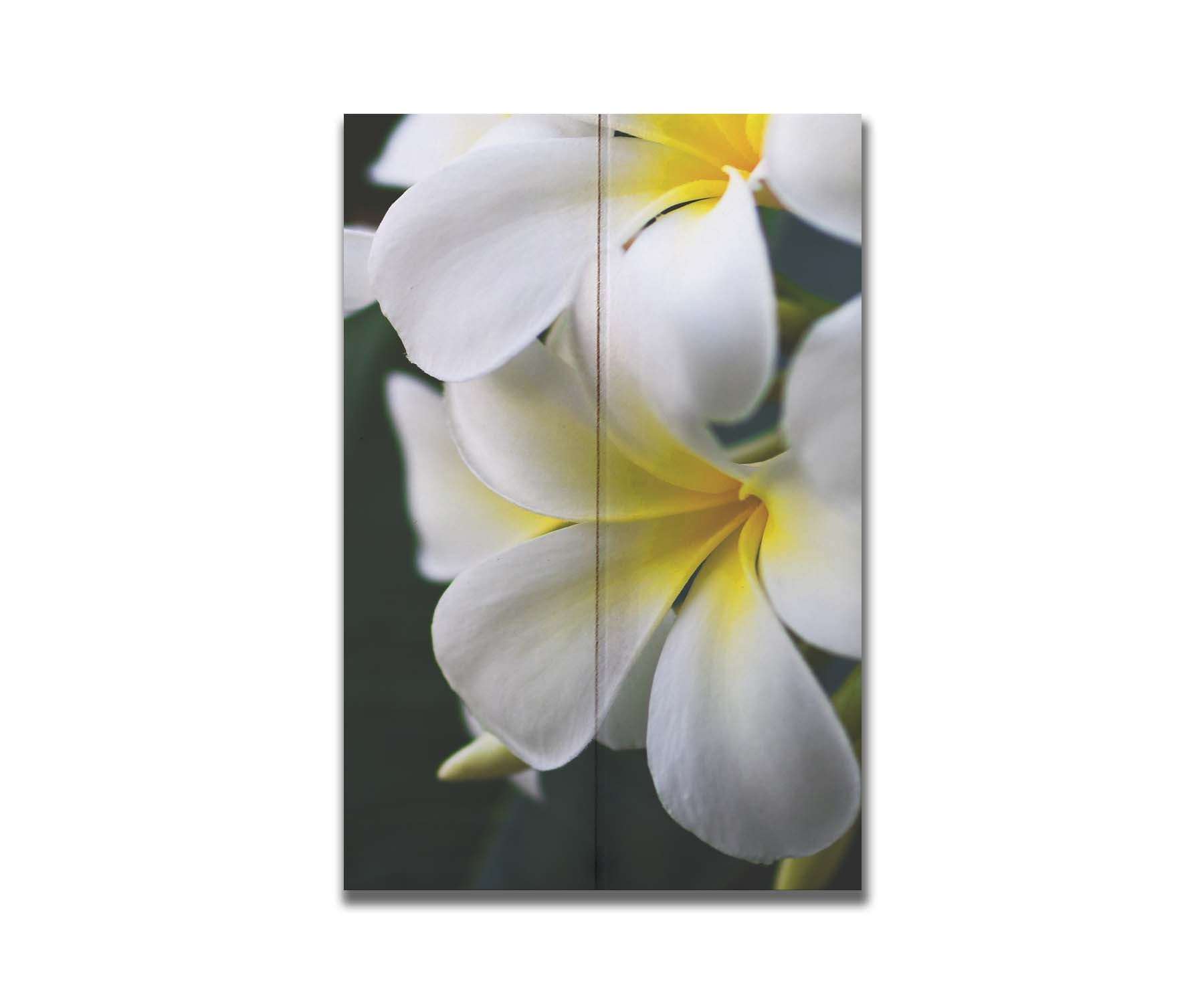 A photograph of yellow-centered white plumeria flowers against a background of dark green leaves. Printed on a box board.