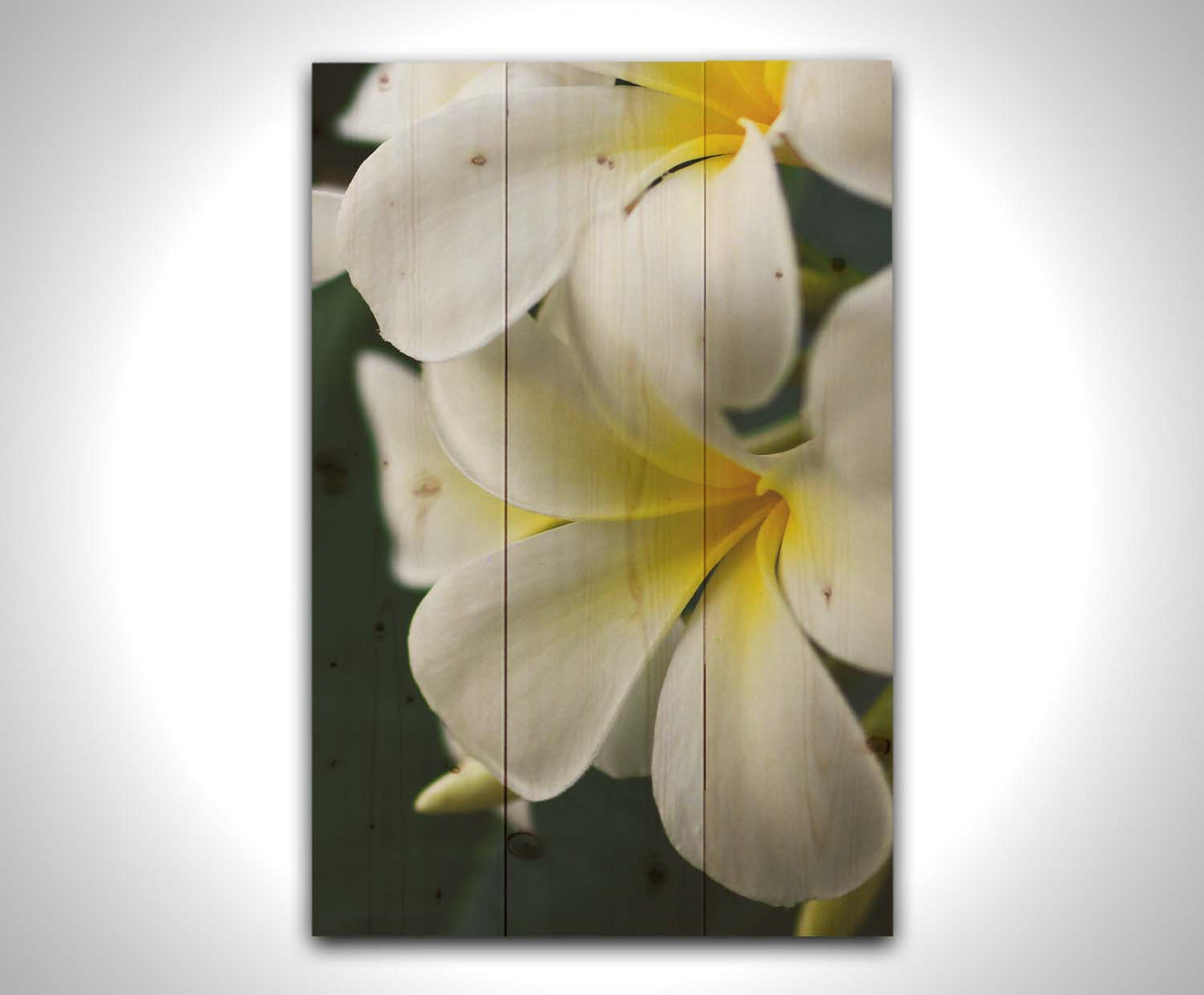 A photograph of yellow-centered white plumeria flowers against a background of dark green leaves. Printed on a wood pallet.