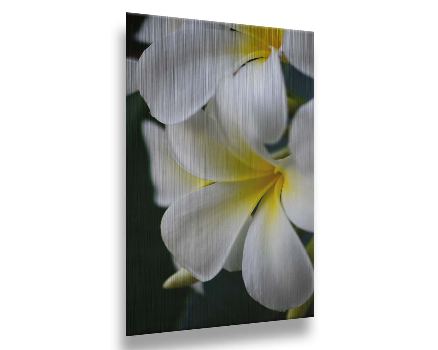 A photograph of yellow-centered white plumeria flowers against a background of dark green leaves. Printed on metal.