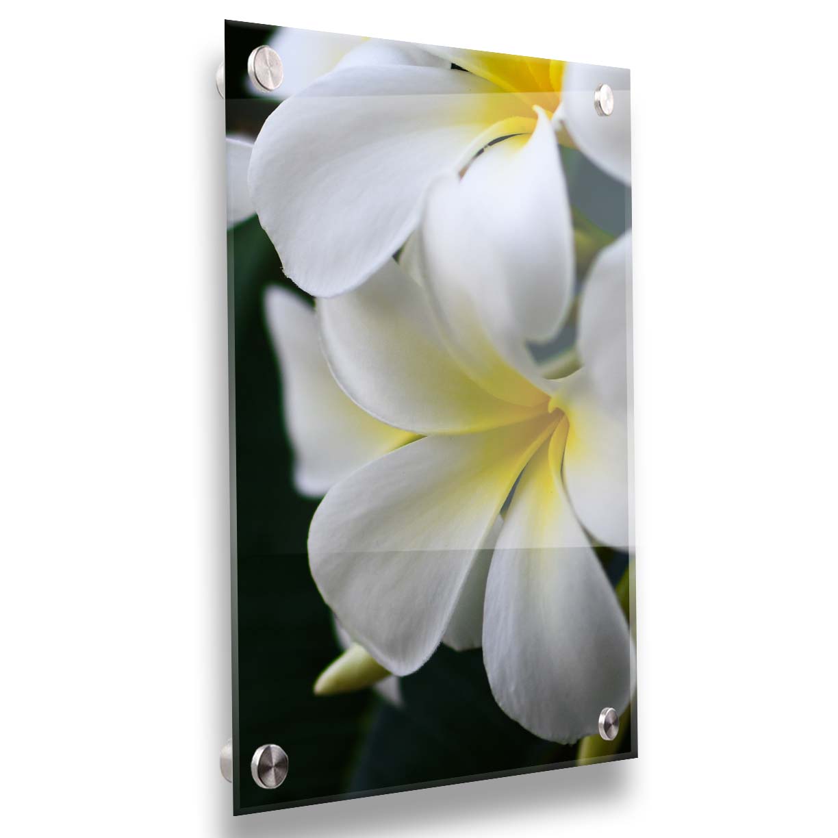 A photograph of yellow-centered white plumeria flowers against a background of dark green leaves. Printed on acrylic.