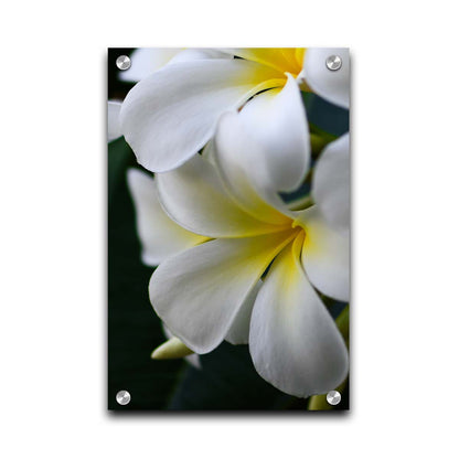 A photograph of yellow-centered white plumeria flowers against a background of dark green leaves. Printed on acrylic.