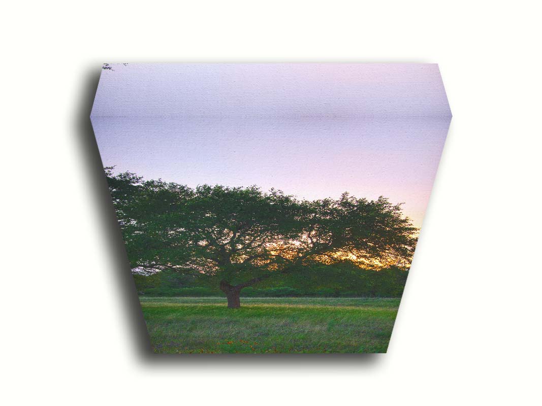 A landscape photograph of an oak tree in Texas during sunset. The light of the setting sun shines between the oak tree leaves, casting an orange glow on the green grass below. Printed on canvas.